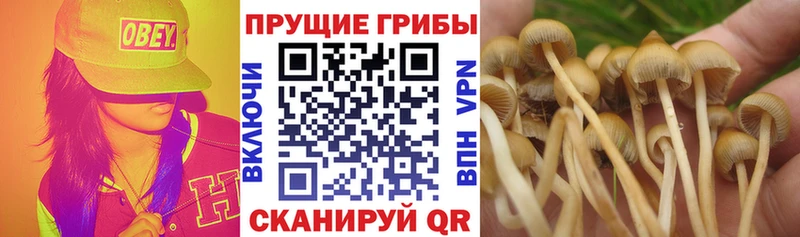 Псилоцибиновые грибы мицелий  Купить где  Камбарка 